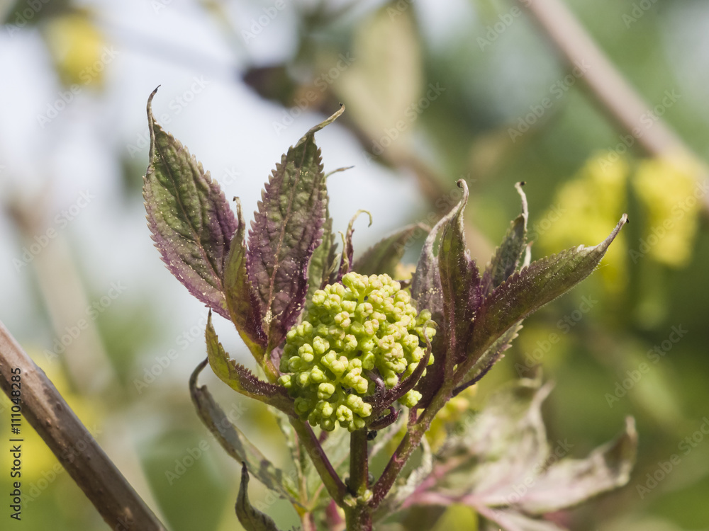 Flower buds and leaves of red elderberry, Sambucus Racenosa, on branch with bokeh background macro, selective focus, shallow DOF Flower buds and leaves of red elderberry, Sambucus Racenosa, on branch with bokeh background macro, selective focus, shallow DOF
