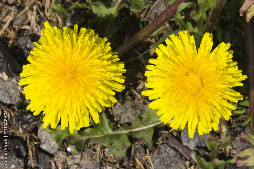 Yellow flowers Common dandelion, Taraxacum officinale, close-up, soft edges, selective focus, shallow DOF Yellow flowers Common dandelion, Taraxacum officinale, close-up, soft edges, selective focus, shallow DOF