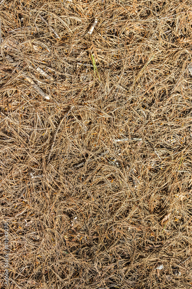 Background texture of red fir needles