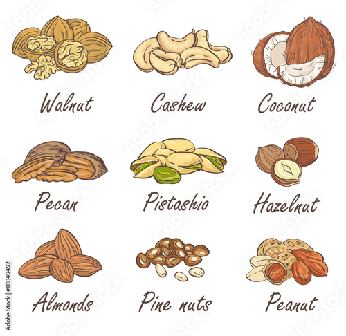 Vector set of hand sketched nuts on white background in hand drawn style: hazelnut, almonds, peanuts, walnut, cashew, pine nut, pistachios, coconut, pecan.