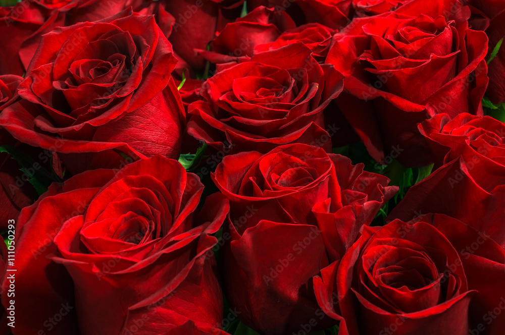 Obraz premium Natural red roses background