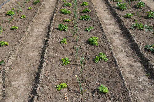 грядки клубники