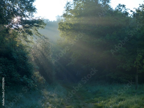 magical rys of light in a forest in sunrise