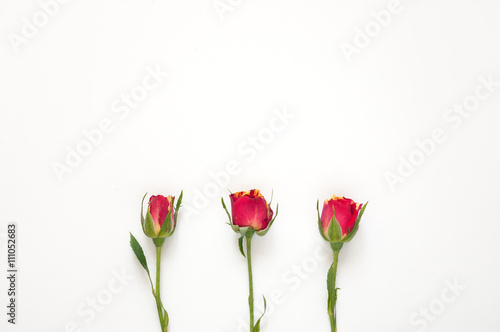 Roses mockup for presentations