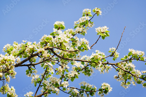 photo of blossoming tree brunch