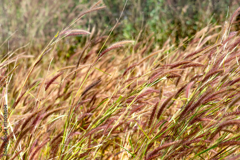 Fototapeta premium pattern flower in countryside