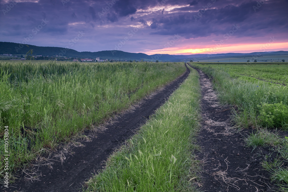 Dirt road in field of wheat at sunset