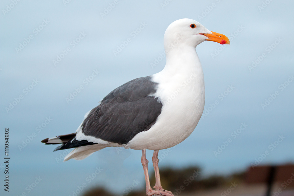 Seagull on park bench in Morro Bay Harbor on the Central Coast of California USA Seagull on park bench in Morro Bay Harbor on the Central Coast of California USA