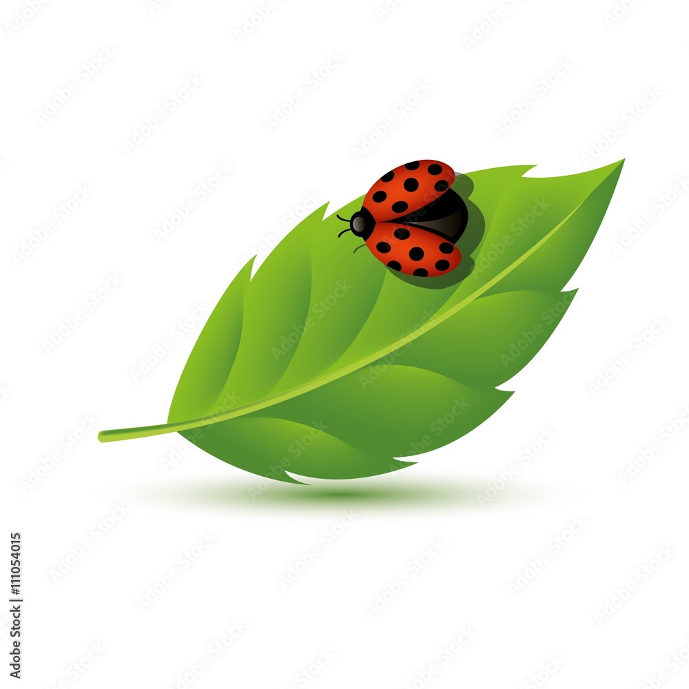 Obraz premium Realistic Leaf with ladybugs