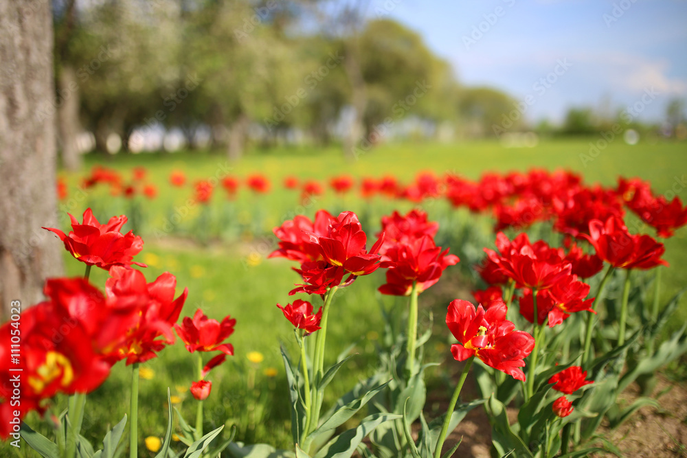 Red tulips in garden Red tulips in garden