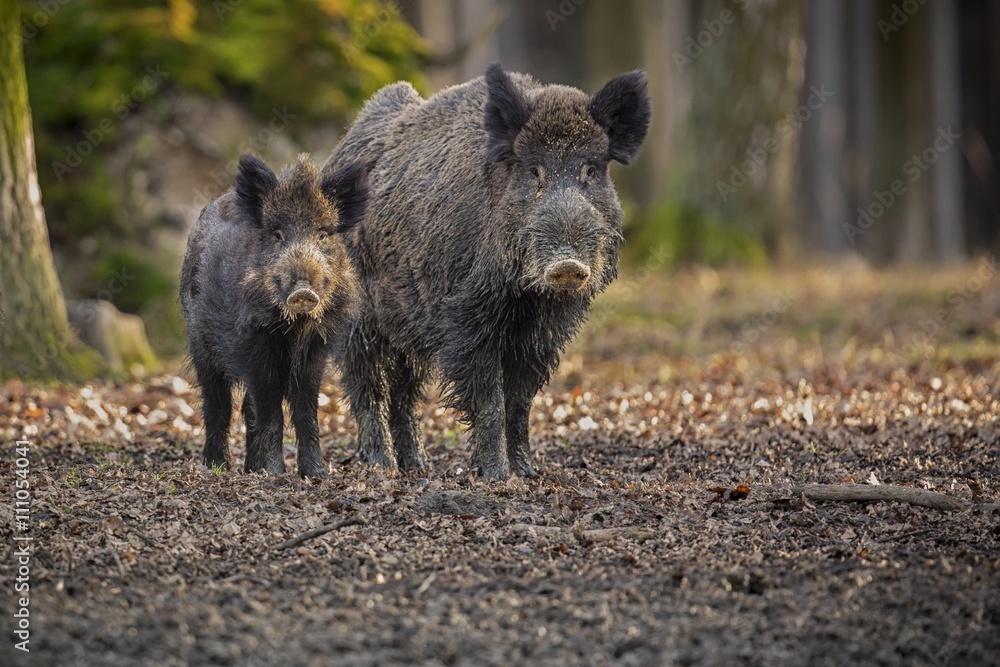 Wild boar family from european forest/big wild boar family from dark forest Wild boar family from european forest/big wild boar family from dark forest