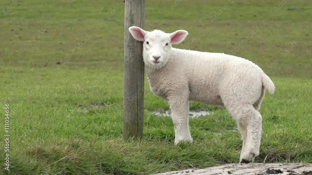 white lamb standing on Meadow and looking white lamb standing on Meadow and looking