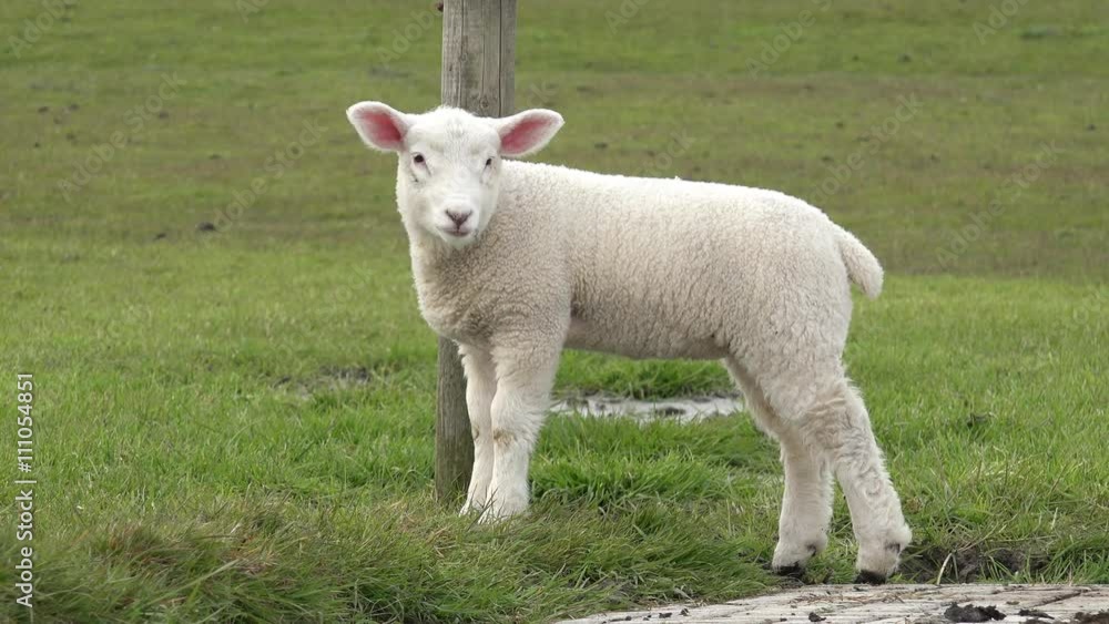 white lamb standing on Meadow and looking white lamb standing on Meadow and looking