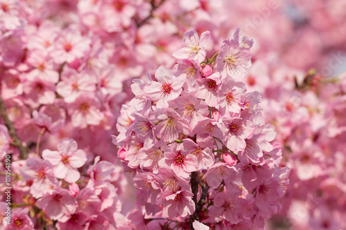 サクラ　ヨウコウ