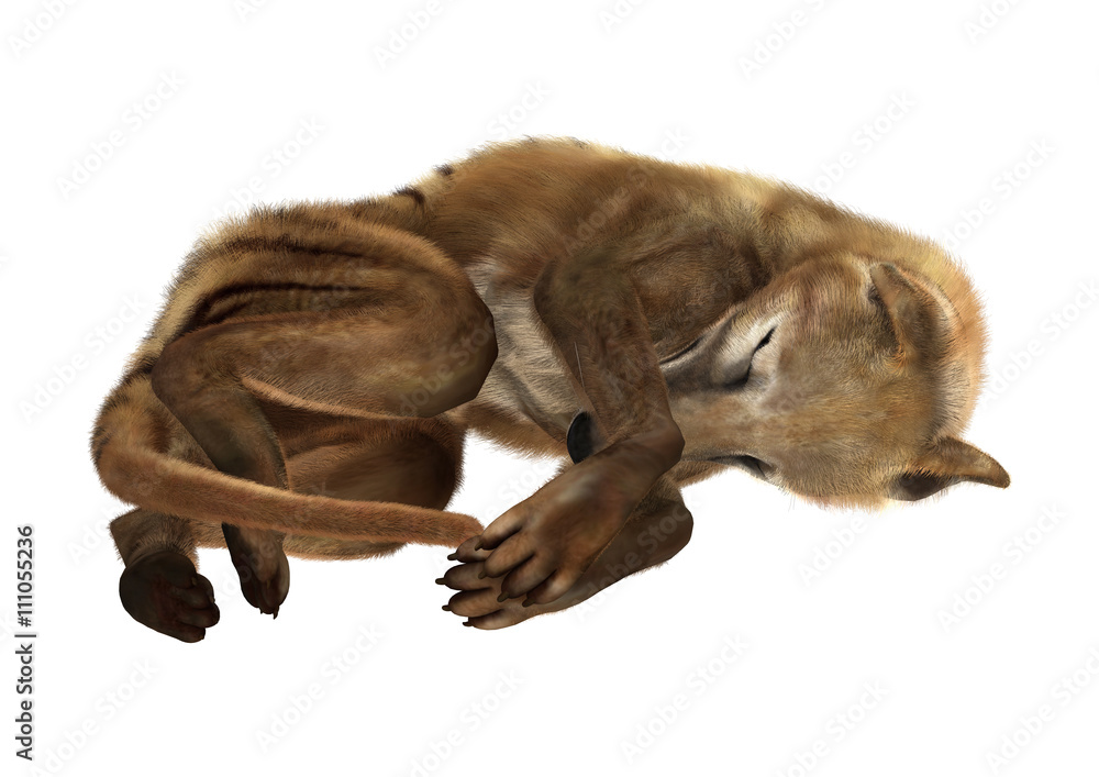 3D Rendering Thylacine on White 3D Rendering Thylacine on White