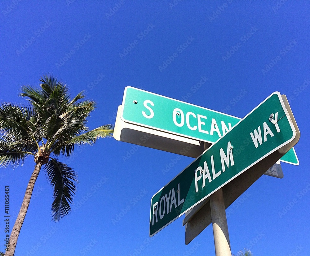 Fototapeta premium royal pointer in West Palm Beach