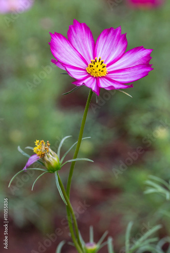 Purple cosmos flowers