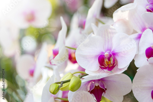 White phalaenopsis orchid flower