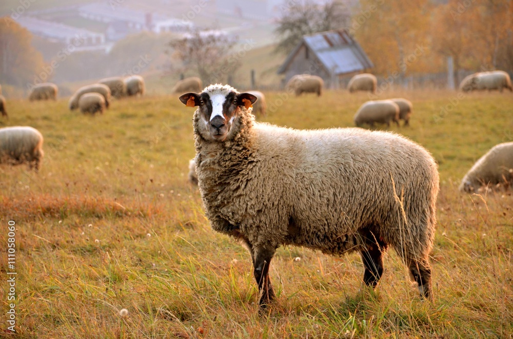 Herd of sheep feed in the meadow, a sheep in foreground looks straight into the objective