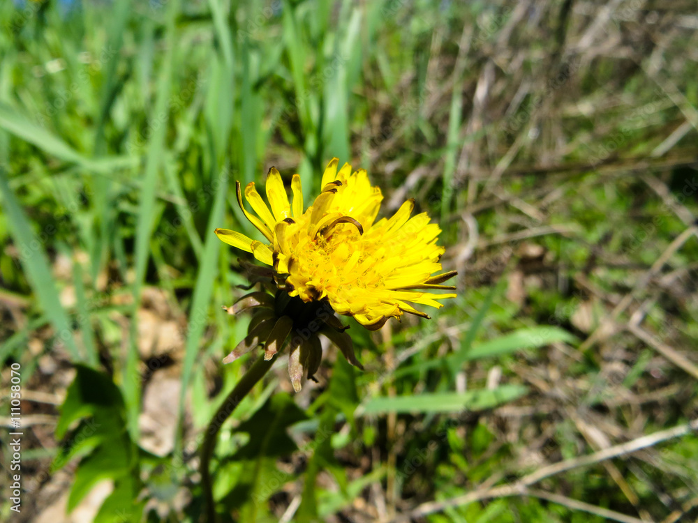 Yellow dandelion in a forest