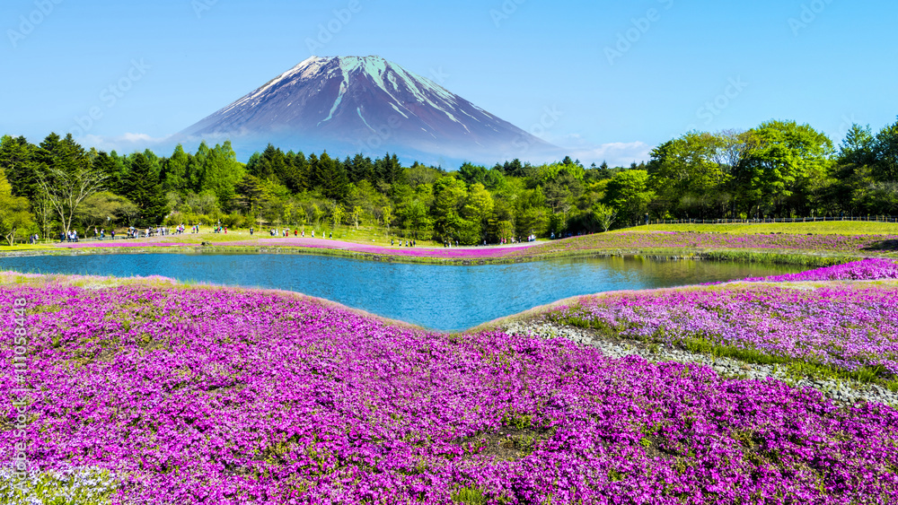 Obraz premium Fuji with the field of pink moss at Shibazakura festival, Yamana