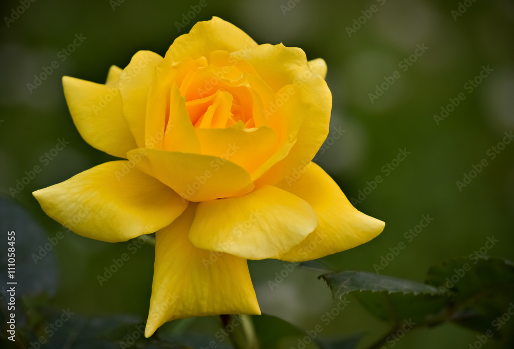 Beautiful yellow rose
