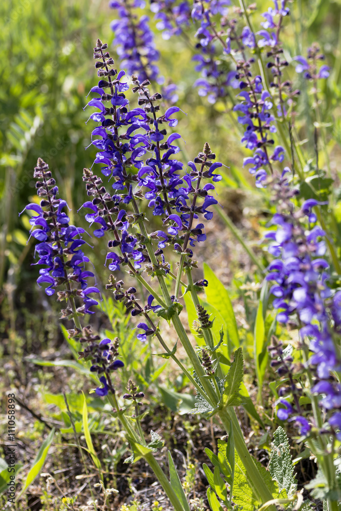 Naklejka premium Wiesensalbei