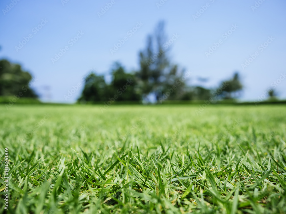 Green Grass field with Blur Tree Park Background