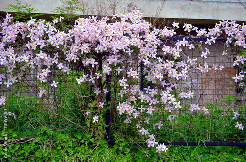 Tableau sur toile pink clematis climbing on garden gate