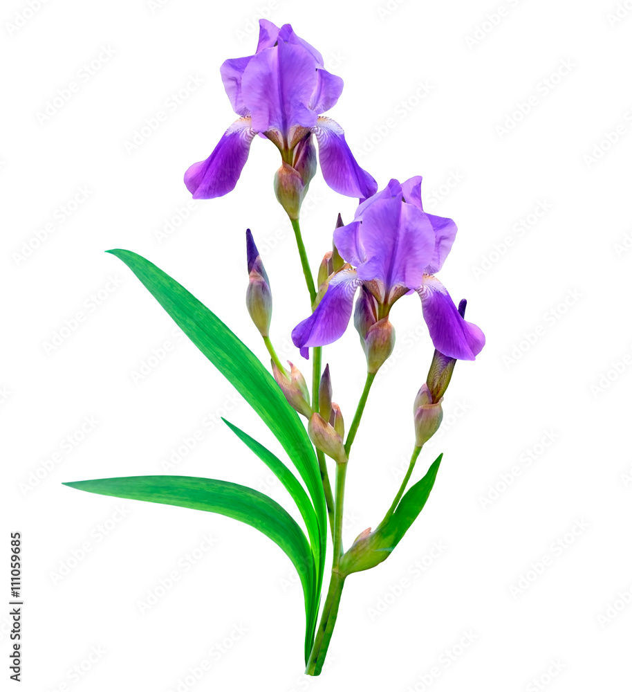 spring flowers iris isolated on white background. beautiful flo ...