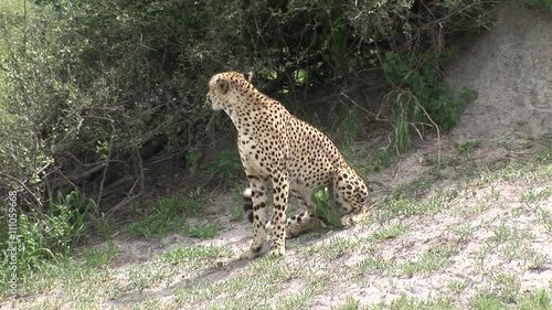 Cheetah Botswana Africa savannah wild animal mammal