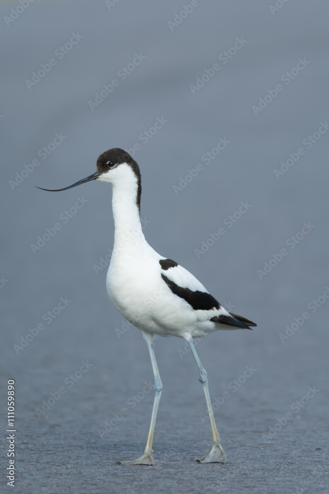 Pied avocet with grey background Pied avocet with grey background