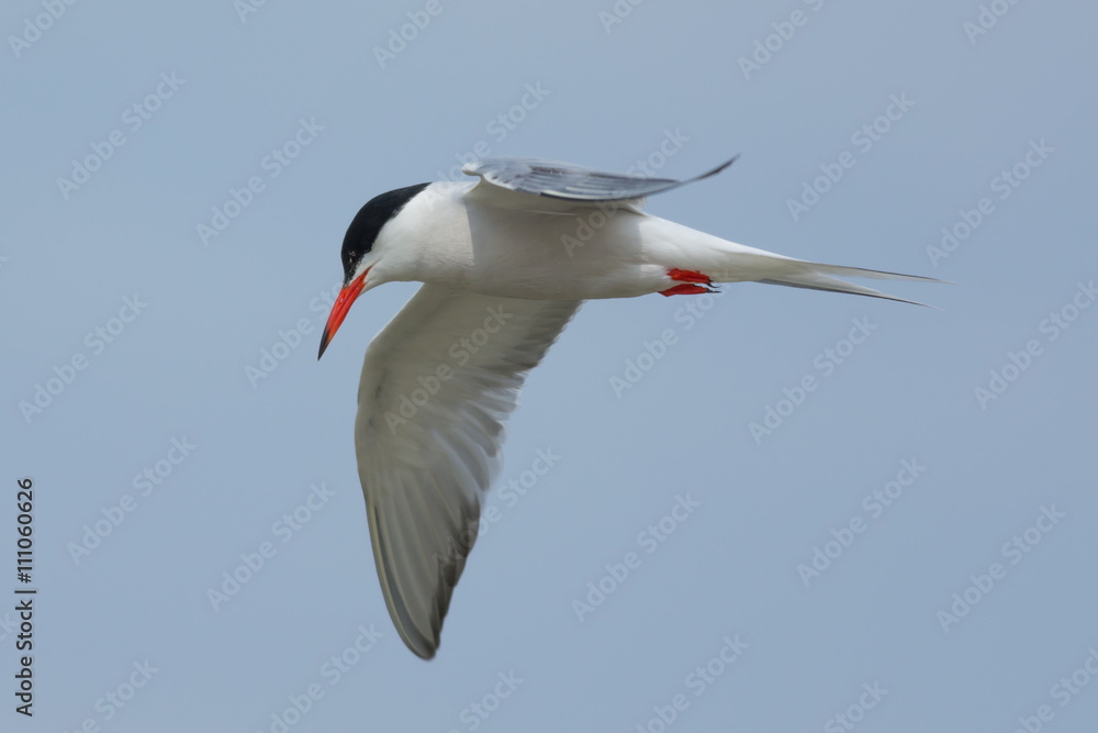 Common Tern in flight closeby Common Tern in flight closeby