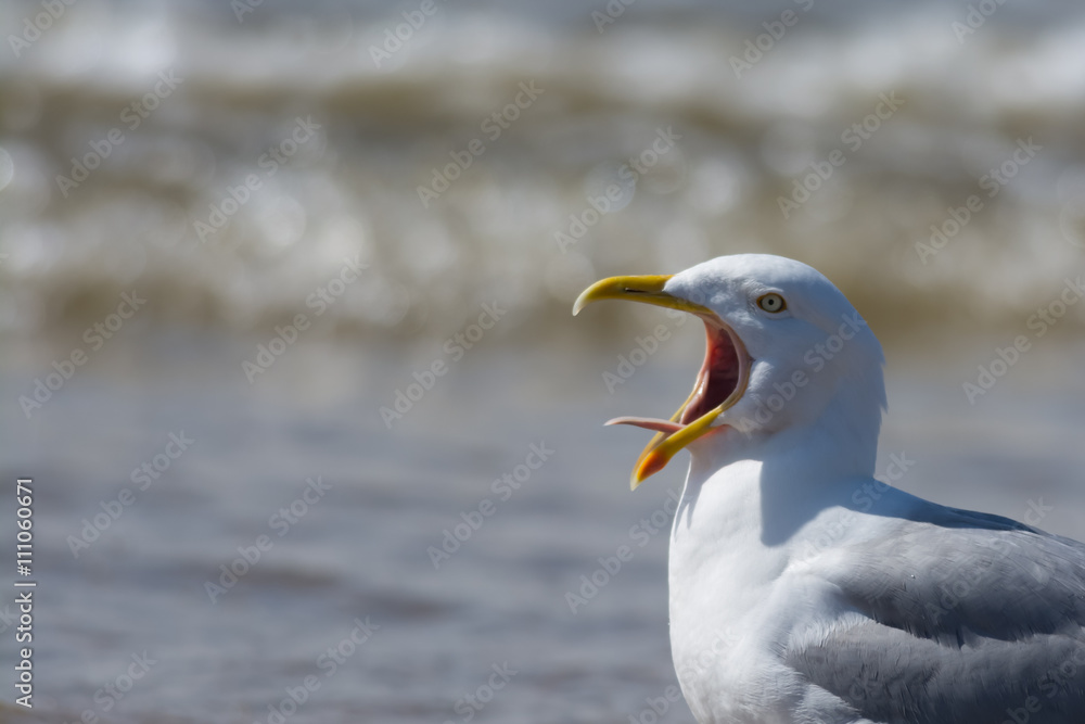 Fotografie Seagull calling with tongue showing