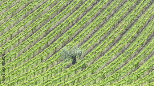 Фотография vineyards of montepulciano d'Abruzzo