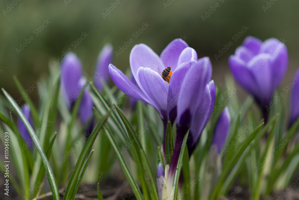 Crocus, spring flowers