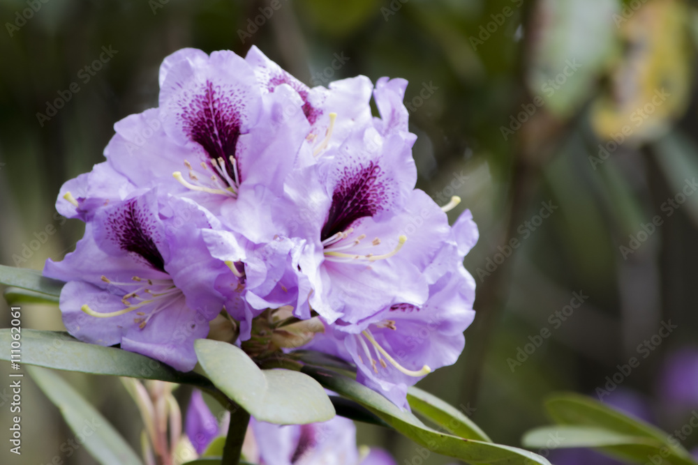 薄紫色の石楠花