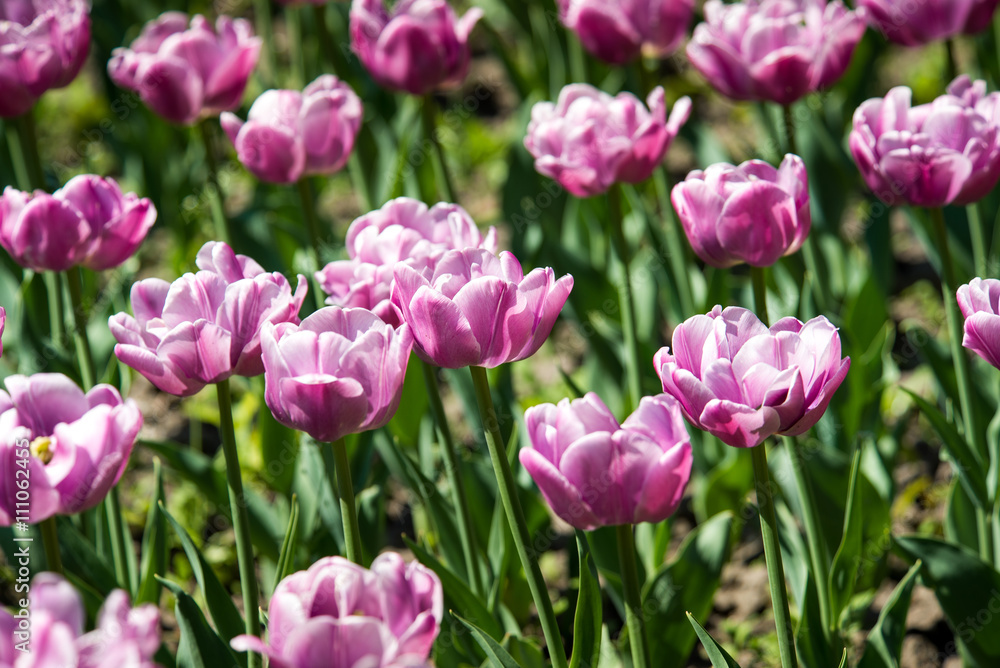 Tulip. Beautiful bouquet of tulips. colorful tulips. tulips in spring,colourful tulip Tulip. Beautiful bouquet of tulips. colorful tulips. tulips in spring,colourful tulip