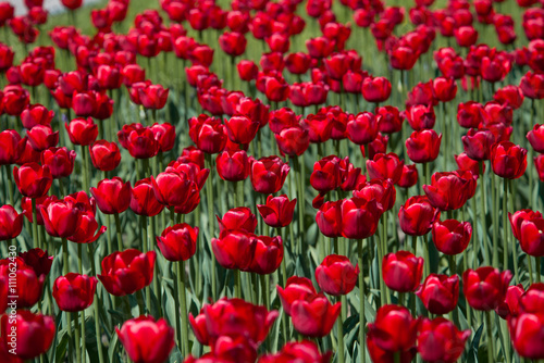 Tulip. Beautiful bouquet of tulips. colorful tulips. tulips in spring,colourful tulip