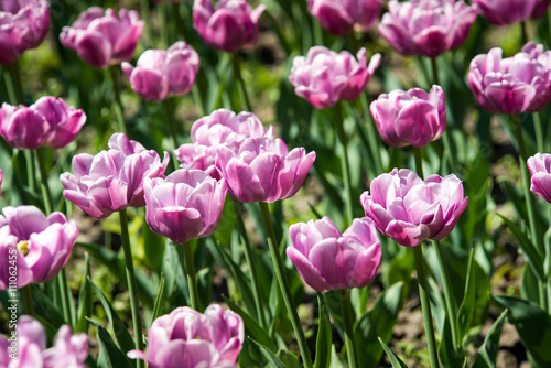 Tulip. Beautiful bouquet of tulips. colorful tulips. tulips in spring,colourful tulip