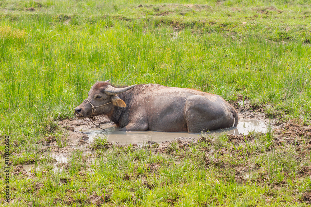 buffalo in grass field in Thailand buffalo in grass field in Thailand