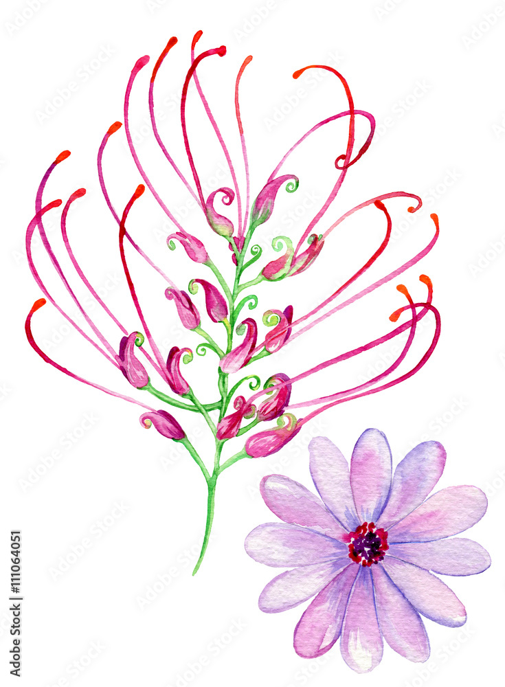 acacia and daisy acacia and daisy
