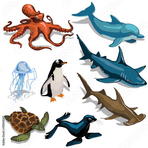 Fish, Dolphin, seal and other members of deep sea
