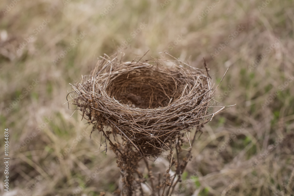 bird's Nest bird's Nest