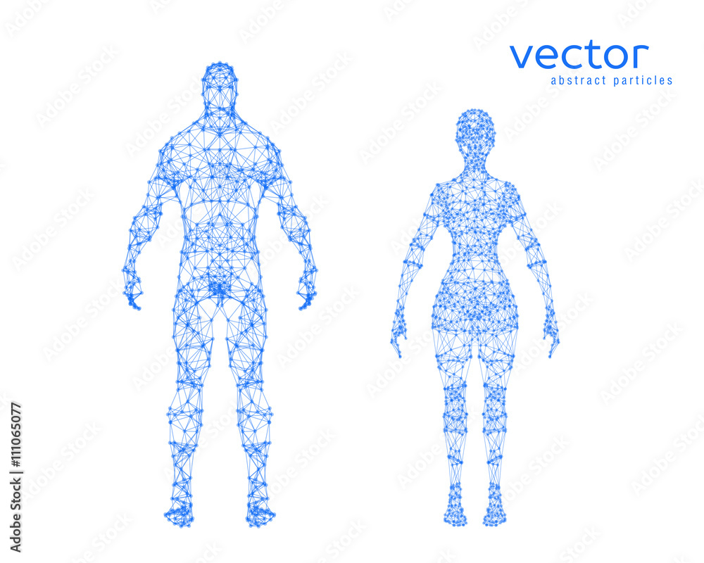 Vector illustration of male and female body Stock Vector | Adobe Stock