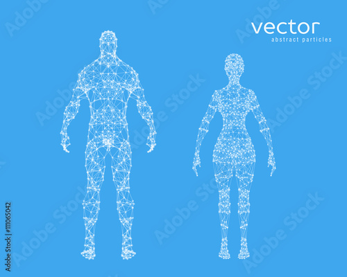 Vector illustration of male and female body