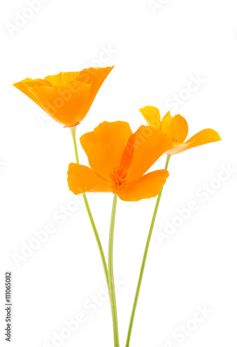 Eschscholzia californica flower