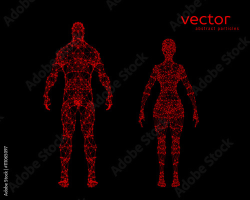Vector illustration of male and female body