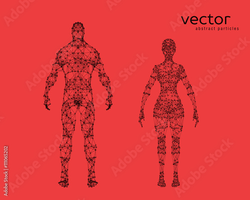 Vector illustration of male and female body