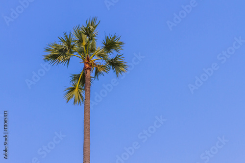 Sugar palm tree with blue sky